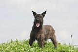 BOUVIER DES ARDENNES 356